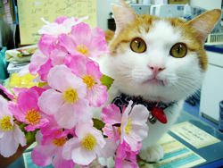 写真