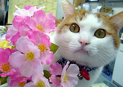 写真